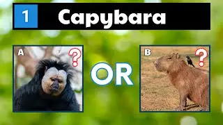 Can You Name These Animals That Start With C? | Guess The Animal Name