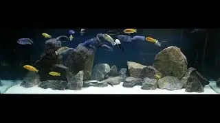 How to Hardscape an African Cichlid Tank