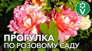 ВОСХИТИТЕЛЬНЫЙ САД В АНГЛИЙСКОМ СТИЛЕ!  В гостях у ландшафтного дизайнера и коллекционера роз