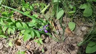 Rare flower in the forest. Stock video. Footage.