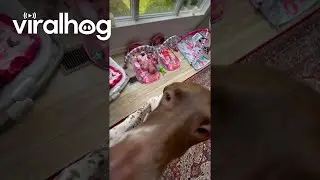 German Shorthaired Pointer Concerned About Crying || ViralHog