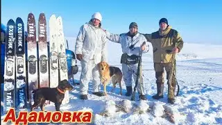 Охота на зайца в Адамовке с друзьями и их молодыми  гончими.