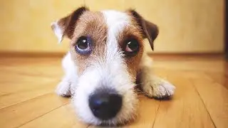 FUNNY Guilty Dogs - Guilty Dog Videos || NEW