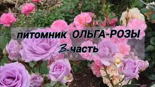 Vlog-239. 3-ЧАСТЬ: В гостях у питомника ОЛЬГА-РОЗЫ🌹Разнообразие цвета и форм.