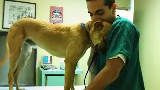 When your dog found comfort in the vet's embrace 🐶 Funniest Dog Reaction