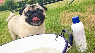 Pug takes a bath in a vintage tub | pug bath time