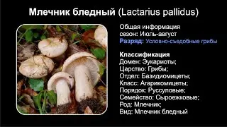 Млечник бледный (Lactarius pallidus)