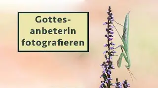 Gottesanbeterinnen - Making of & Tipps für bessere Fotos - Naturfotografie Tutorial