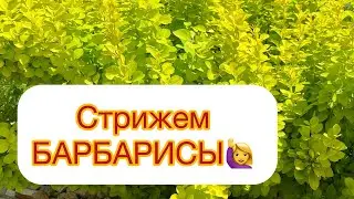 ✅СТРИЖЕМ БАРБАРИСЫ - до периода СОКОДВИЖЕНИЯ‼️