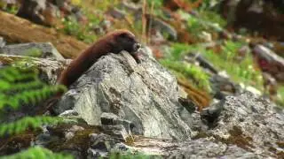 Top 10 Iconic Canadian Animals - Vancouver Island Marmot