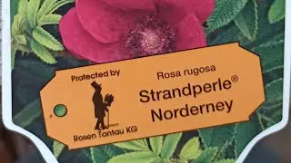 Strandperle Norderney🌹Сорт розы, к которой есть вопросы🤨