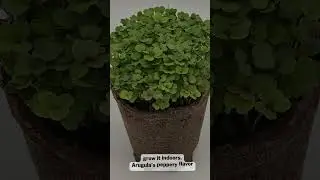 Grow Your Own Arugula From Home! - Arugula Seeds For Gardening