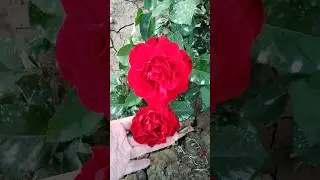 Чайно гибридная роза 🌹 Омаж и Барбара