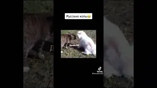 Русские коты ))) ☀ Лучшие приколы Tik-Tok ☀ 