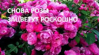 ДЛЯ РОЗ и КЛЕМАТИСОВ  лучшее органическое удобрение  Взрыватель роста и цветения своими руками