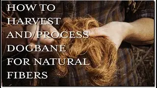 How To Harvest and Process Dogbane For Natural Fibers