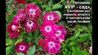 Розы из питомника VIP-сад - состояние роз в первый, второй и третий год после посадки