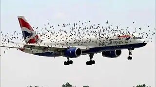 Hundreds of birds surrounded the plane and forced it to land. The reason will shock you!