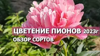 ЦВЕТЕНИЕ ПИОНОВ В МОЕМ САДУ (сезон 2023г.) | Обзор сортов пионов