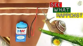 Easy DIY Slug and Snail Fence | SEE WHAT HAPPENS!