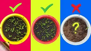 7 FATAL MISTAKES: Why Seeds Not Germinating or Sprouting?