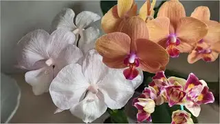 Орхидеи Phalaenopsis фаленопсис сорта, формы. Биг лип, трилипс, классическая.