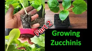 Growing Zucchinis The Right Way - Part 2