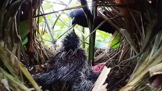 #Ep1 Greater coucal bird Her baby in the nest is very hungry