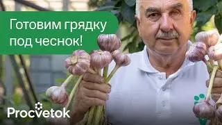 НИ В КОЕМ СЛУЧАЕ НЕ САЖАЙТЕ ЧЕСНОК В ЭТОМ МЕСТЕ! Готовим идеальную грядку под чеснок с агрономом