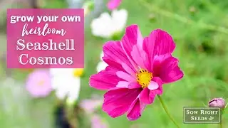 Sow Right Seeds | Seashell Cosmos