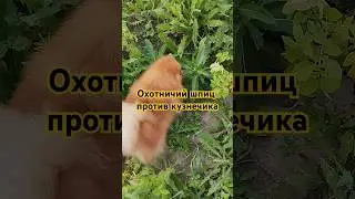 Померанский шпиц охотится на огромного кузнечика