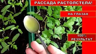 РАССАДА РАСТОЛСТЕЛА НА ГЛАЗАХ! ОРГАНИЧЕСКАЯ ПОДКОРМКА РАССАДЫ ТОМАТОВ. Природное удобрение из АЛОЭ