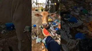 🐮Helping street cows: a small act with big impact 🥺