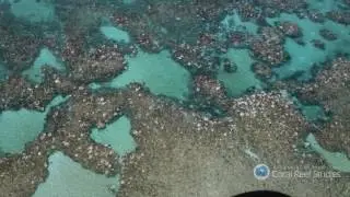 Two-thirds Great Barrier Reef damaged by coral bleaching