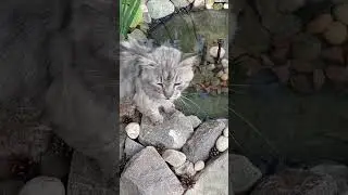 Арчибальд или просто Арчи.😻😊😸♥️27.07.24.