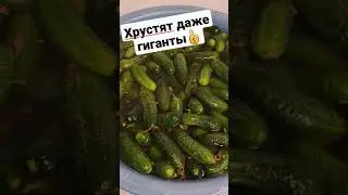 Секрет ХРУСТЯЩИХ огурцов!🥒🥒🥒