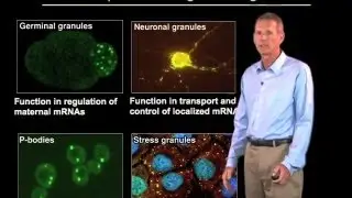 Repression of mRNA translation - Roy Parker (Boulder/HHMI)