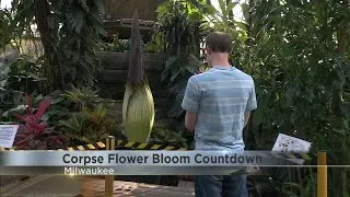 Corpse flower bloom countdown