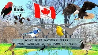 🦆Spectacular Festival of Birds 🦅 Canada Migration @ Point Pelee National Park & Hillman Marsha