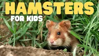 Hamsters for Kids | Learn fun facts all about these cute mammals