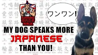 I tried teaching Japanese to my dog!   He can read kanji !