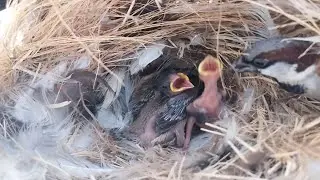 The little bird in the nest is very hungry [ Review Bird Nest ]