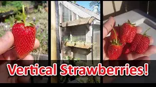 Growing Strawberries Vertically, Its Not Hard!