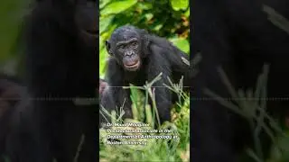 Who are the bonobos?