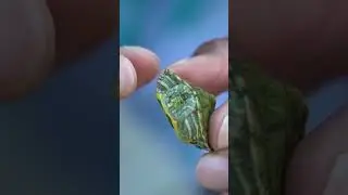 TURTLE INSIDE FISH is ALIVE! 