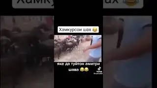 туй муборак