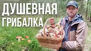 ГРИБЫ НЕ ОТПУСКАЮТ НАС! БЕЛЫЕ и БОРОВИКИ. 🌲ГРИБНОЙ ЛЕС.