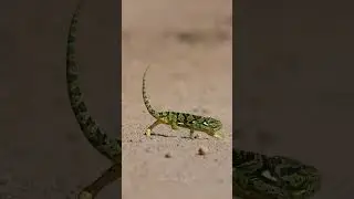 Dancing chameleon 🦎 #wildlife #africanwildlife #chameleon #funnywildlife