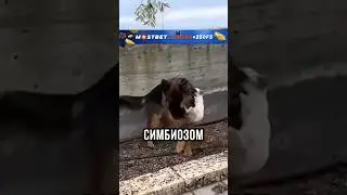 🤣ПЁС ПОДЦЕПИЛ ОГРОМНОГО КЛЕЩА!