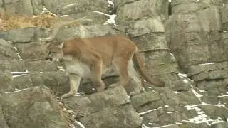 Top 10 Iconic Canadian Animals - Cougar